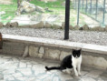 /album/trend/104-cat-big-and-small-jpg/